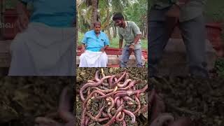 தோட்டம் முழுவதும் இயற்கை  மண்புழு உரம் | Natural earthworm in farmer's land | earthworm in tamil |