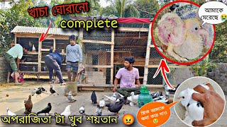 খাচা ঘোরানো complete😀 অপরাজিতা পায়রাটা শুধু মারামারি করে 😡#myworld #petsvlog