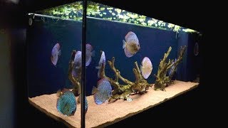 120 Gallon Discus Fish Tank | Juwel Rio 400