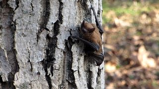 Гигантская вечерница при свете дня