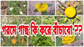 গরমে কি করলে প্রতিটা গাছ থাকবে সুস্থ | Mulching কি ? কি সুবিধা মালিচিং এ ? How to mulch ur plants ?