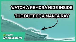 “Cloacal Diving” Observed In Remora As They’re Filmed Entering The Private Parts Of Manta Rays