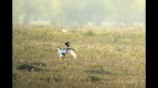 Little bustard (tetrax tetrax) showing off.