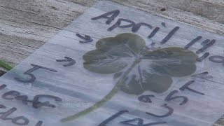 What it takes to find a five leaf clover