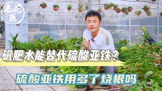 【养花必懂小知识】矾肥水能替代硫酸亚铁？硫酸亚铁用多了烧根吗？养花巧妙小知识！Tips and tracks for Alum fertilizer water.