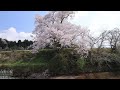 富山 向野の桜 uhd8k顔声曲無 mukaino no sakura