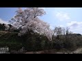 富山 向野の桜 uhd8k顔声曲無 mukaino no sakura