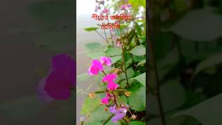 শীতের জনপ্রিয় রেসিপি সিম শুটকি #shorts #recipe #viralvideo