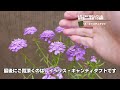 【バラと開花のタイミングが合う】５月上旬に開花している宿根草・一年草１０種類