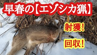 早春の【エゾシカ猟】射獲！回収！