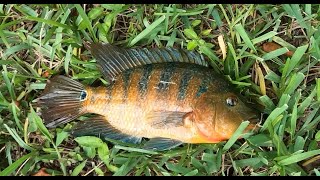 FLORIDA Fishing - Mayan Cichlid Compilation