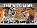 Tiger vs. Lion: Who Wins?