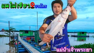 ตกปลาแม่น้ำเจ้าพระยา🎣แพไผ่เขียว📍บางไทร🐟แพราคาถูกคนละ100บาท🇹🇭