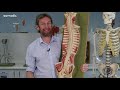 nervous system anatomy introduction