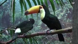 Toco Toucan (Ramphastos toco) [HD]