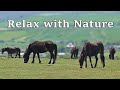 Music for Dogs : Beautiful Dog TV Videos ~ Relax with Nature and Horses