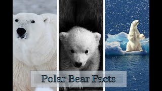 Polar Bear Facts For Kids | Arctic Animals for Kids