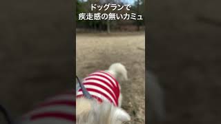 ドッグランなのに疾走感のない犬#shorts #チワワ #垂れ耳