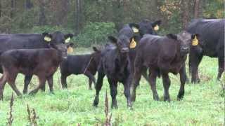 2011 National Beef Quality Audit