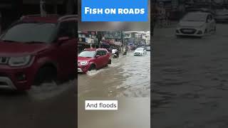Viral video: Fishes float on flooded roads in Guwahati