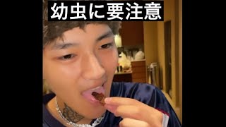 ゾウムシの幼虫を食べるLEX