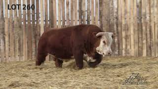 Topp Herefords Lot 260