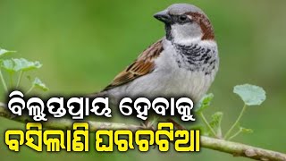 ବିଲୁପ୍ତପ୍ରାୟ ହେବାକୁ ବସିଲାଣି ଘରଚଟିଆ ବଂଶ, ଆଉ ଶୁଭୁନି କିଚିରି ମିଚିରି ଶବ୍ଦ@moodishasamachar