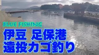 台風の影響でイケスから脱走した魚が釣れた！！