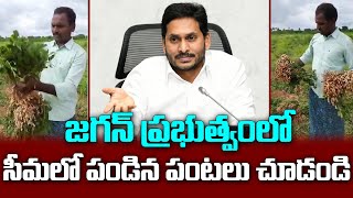 పంట దిగుబడిపై అనంతపురం రైతు ఆనందం | AP CM Ys Jagan Paalana | Social Tv Telugu