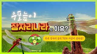 [왕잠TV] 우포늪이 잠자리나라인 이유