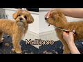 Maltipoo full haircut (vertical video)