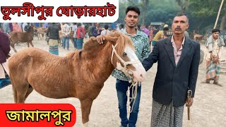 কি আজব কান্ড!! ৬৫০ টাকায় ঘোড়া | জামালপুর ঘোড়ারহাট | তুলসীপুর ঘোড়ারহাট | Horse market Jamalpur.