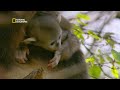 the chinese giant salamander china s hidden kingdoms national geographic