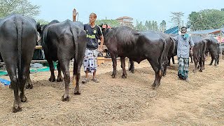 ২৮/৩/২৪/একেবারে সস্তা দামে মহিষ কিনুন, বাংলাদেশের বিখ্যাত ঐতিহ্যবাহী গোপীনাথপুর এর মেলা থেকে।