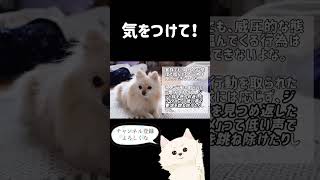 愛犬がアナタにわがままを言ってる時にするサイン #shorts