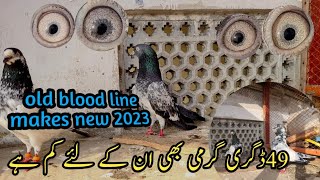 Nayaab breeds 2023کبوتر اچھے بنائو استادوں کی ضرورت نہی