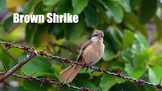 Brown Shrike Bird Call 4k 60p