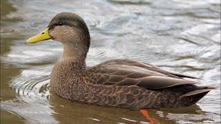 BLACK DUCK. How to tell?