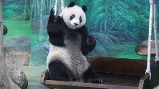 20201105 彪爸陪玩圓仔嗨 連續翻滾樂開懷 Giant Panda Yuan Zai