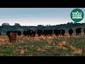 Grass-fed Beef | Love Local | Whole Foods Market