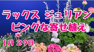 ラックスとプリムラジュリアンでピンクな寄せ植え　#プランツギャザリング