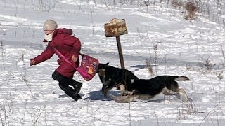 Нападение собак Зоошиза Собака бывает кусачей