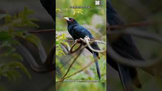 Scientific name of Koel