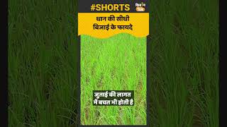 Paddy Farming: इस तकनीक से करें धान की खेती होगा मुनाफा