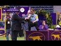 Miniature Schnauzers | Breed Judging 2024