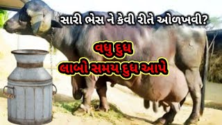 સારી ભેસ ની ઓળખાણ કઈ રીતે કરવી? ભેસ લેવાનુ વિચારતા હોય તે ખાસ જોવે🙏