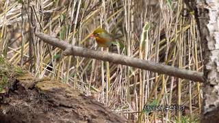 #野鳥#鳥#外来種＃ソウシチョウ