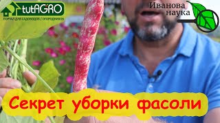 СЕКРЕТ ПОЛЕССКИХ БАБУШЕК: как убирать фасоль на семена и зерно. Что делать, если фасоль не зреет.