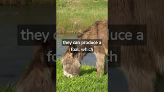 Can A Donkey Breed Shorts