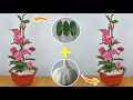 Super easy method to grow allamanda blanchetii from leaves | Clean the air and decorate the house